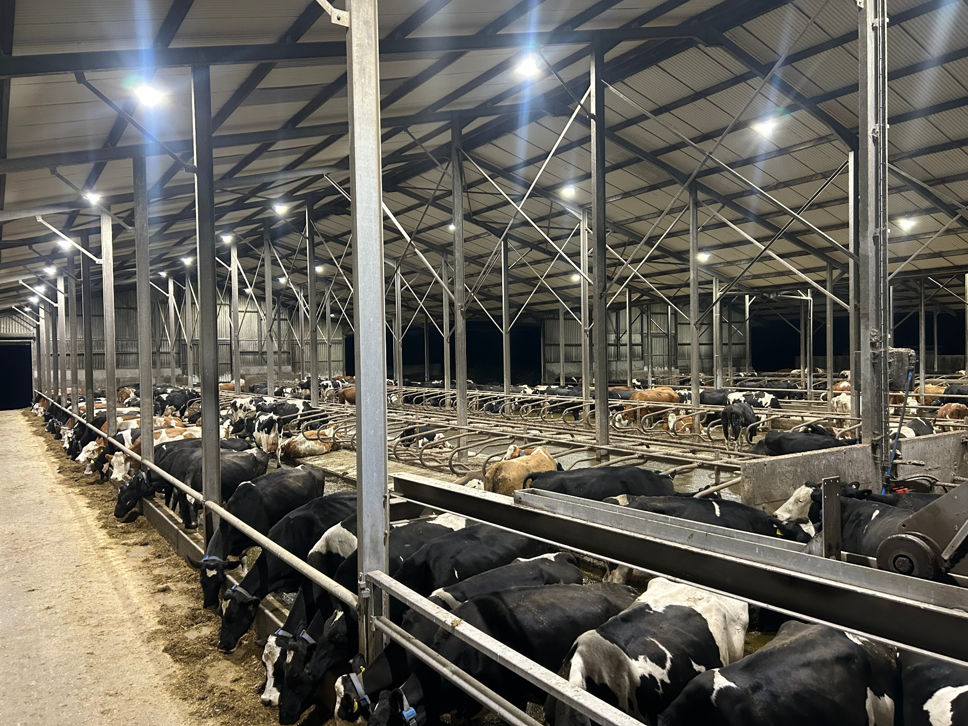The herd indoors in the shed, comfortable cubicles and ad-libitum forage